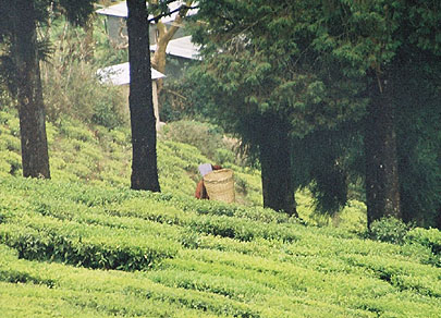 Tea Garden, Darjeeling