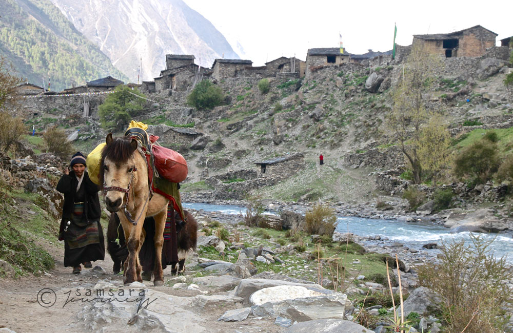 Mustang Trek