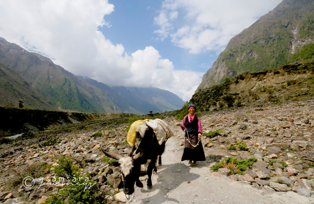 Mustang Trek 